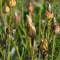 Drosophyllum in the wild.