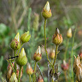 Drosophyllum in the wild.