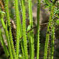 Drosophyllum in the wild.