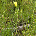 Drosophyllum in the wild.