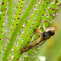 Drosophyllum in the wild.