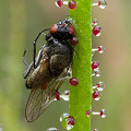 Drosophyllum in the wild.