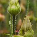 Drosophyllum in the wild.