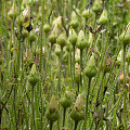 Drosophyllum in the wild.