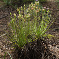 Drosophyllum in the wild.