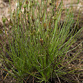 Drosophyllum in the wild.