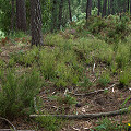 Drosophyllum in the wild.