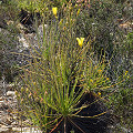 Drosophyllum in the wild.