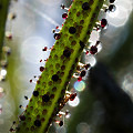 Drosophyllum in the wild.