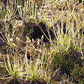 Drosophyllum in the wild.