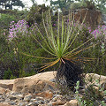 Drosophyllum in the wild.