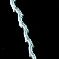 Genlisea hispidula
