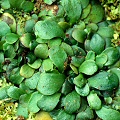 Genlisea hispidula