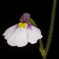 Genlisea lobata x violacea