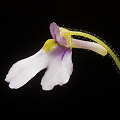 Genlisea lobata x violacea