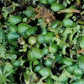 A carpet of leaves.