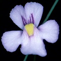 Genlisea violacea