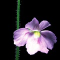 Genlisea violacea