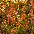 Drosera stricticaulis, D. menziesii, and D. gigantea in the sunset.