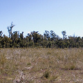 A wet shrubland with Drosera and Utricularia.