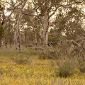 A site with many species of Drosera (mostly D. stricticaulis visible here) and a few Utricularia.