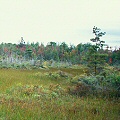 Another great Sarracenia, Drosera, and Utricularia bog in British Columbia.