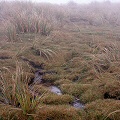 Drosera habitat in New Zealand