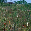 Escambia County, S. leucophylla and many other species.