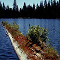 Plumas County, growing on an old rotting log.