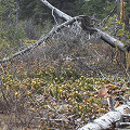 Nevada County, the Othello site in early spring.