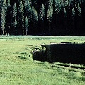 Plumas County, probably the best-developed Sphagnum mat in California, housing many species.