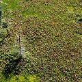 Nevada County, overhead view of the site with the rare Othello variant.