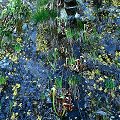 Del Norte County, growing with P. macroceras on bare serpentine.