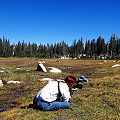 Fresno County, a high elevation fen in the Sierras.