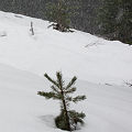 Nevada County, the Othello site, in deep snow.