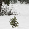 Nevada County, the Othello site, in deep snow.