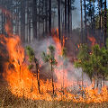 Columbia County, being burned.