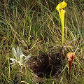 Liberty County, a poaching hole.