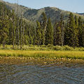 Valley County, a lake with several species of aquatic Utricularia.