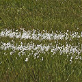 Valley County, a remote valley, with Drosera anglica and Utricularia minor.