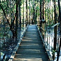 St. Tammany Parish, a forest boardwalk during a transient flood.