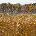 Berkshire County, a calcareous fen with Sarracenia, Drosera, and many Utricularia.