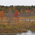 Massachusetts fen