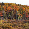 Berkshire County, a fine bog with a thick Sphagnum mat.