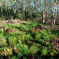 Henderson County, a restoration site with Sarracenia jonesii and S. purpurea var. montana.