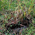 Onslow County, a clod of soil dug out by a damned poacher.