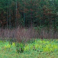 Clay County, a mountain seep regrowing in the spring after a burn.