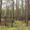 Brunswick County, Green swamp island vegetation.