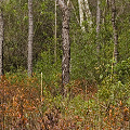 Brunswick County, Green swamp pocosin vegetation.