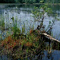 Burlington County,Drosera intermedia and other species growing on an old stump in the Pine Barrens.